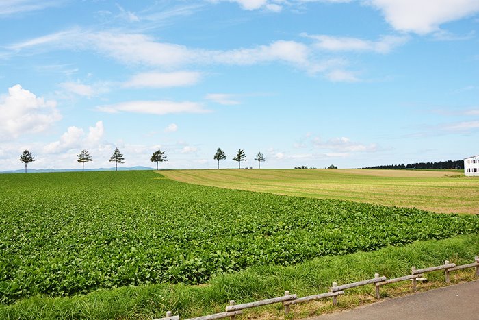 hok-furano-biei-tour2.jpg