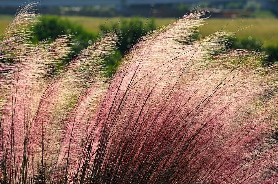 pink-muhly-grass-2060600_960_720.jpg