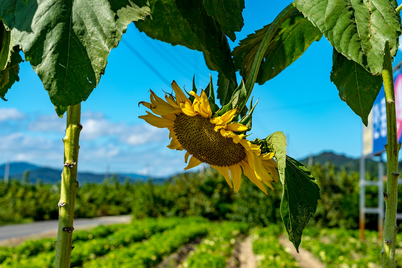 04.해바라기.jpg