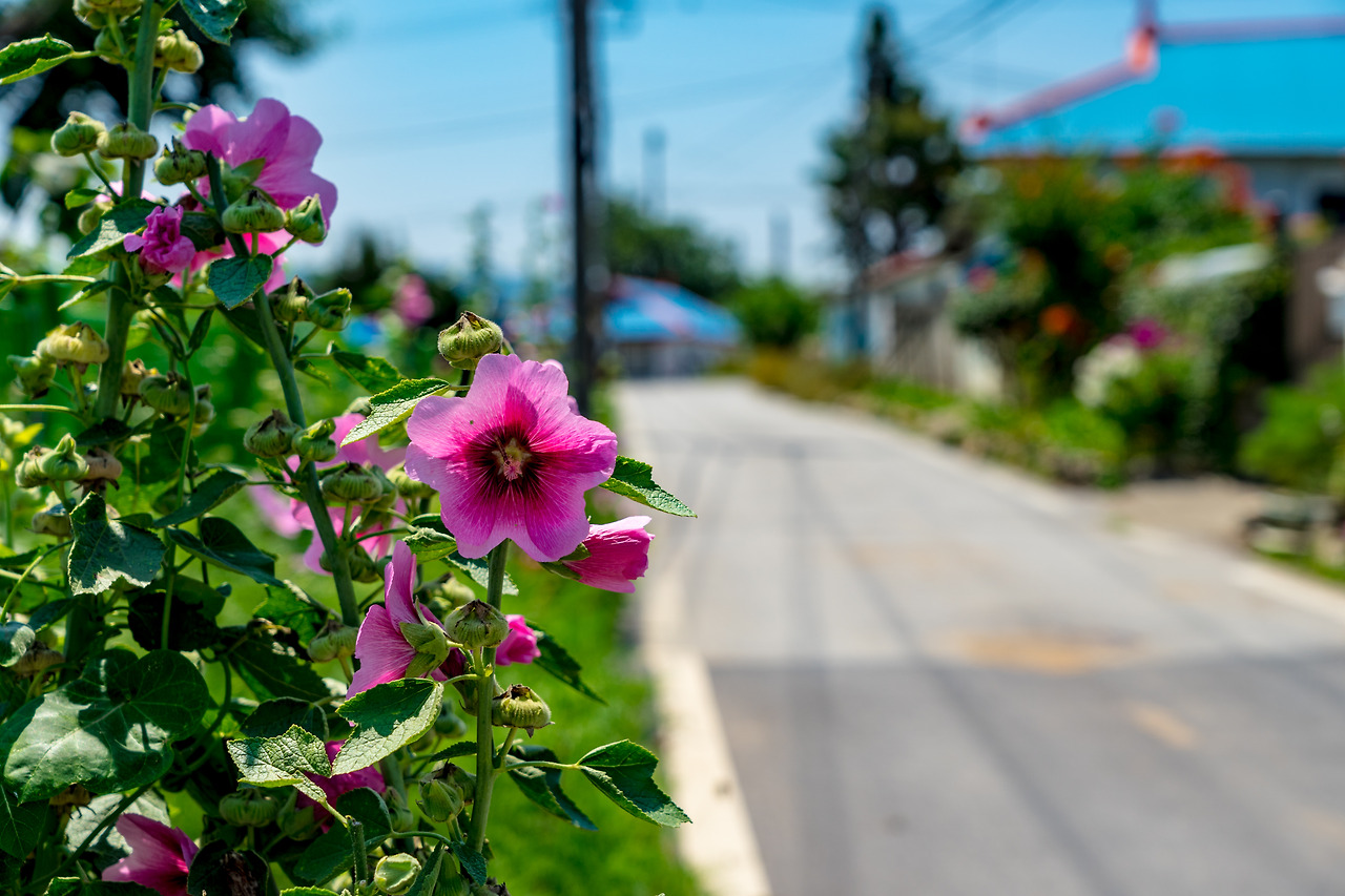 16.길가에 핀 무궁화.jpg