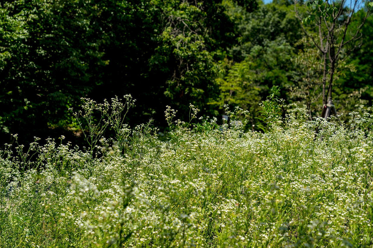 35.더위속에 핀 꽃.jpg