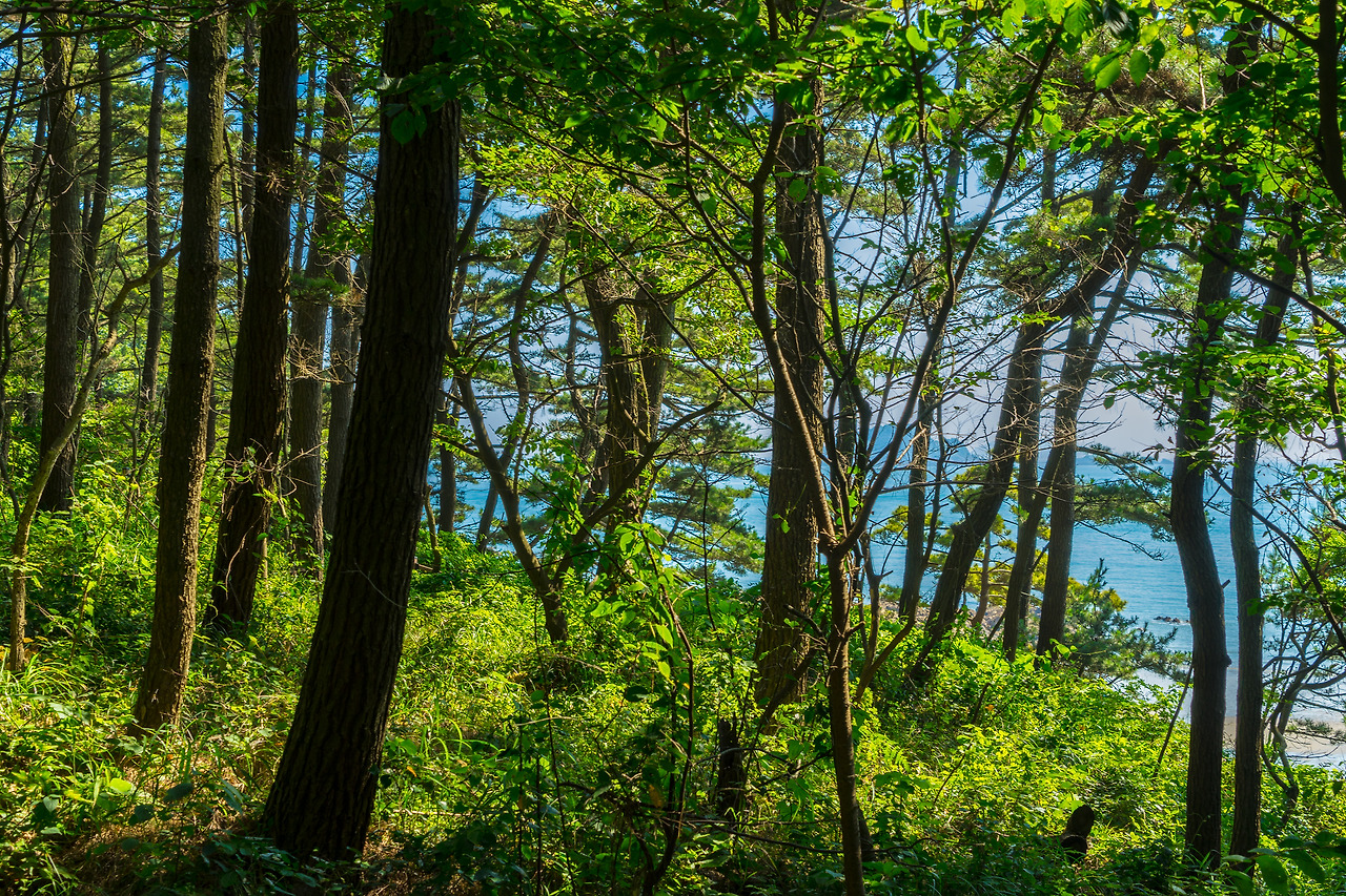 24-2.황금곰솔 가는길.jpg