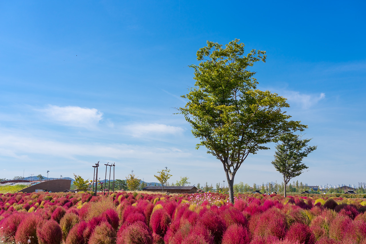 00-1.갯골생태공원 들판.jpg