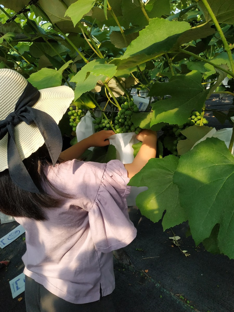 포도봉지씌우기.jpg