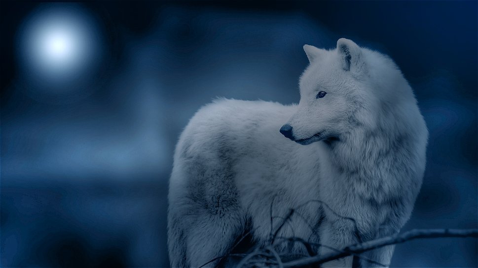 474893__white-wolf-at-night_p.jpg