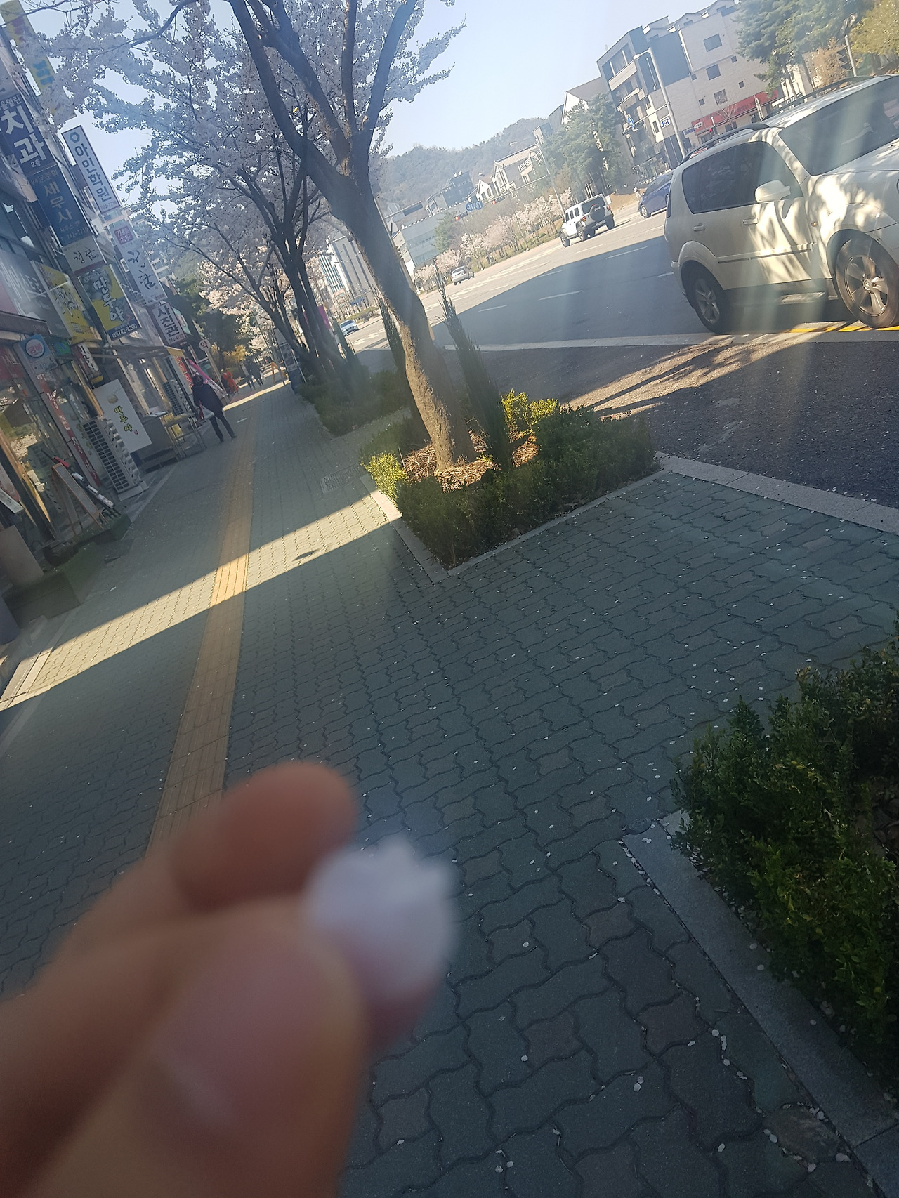 내가잡은 벚꽃입.jpg