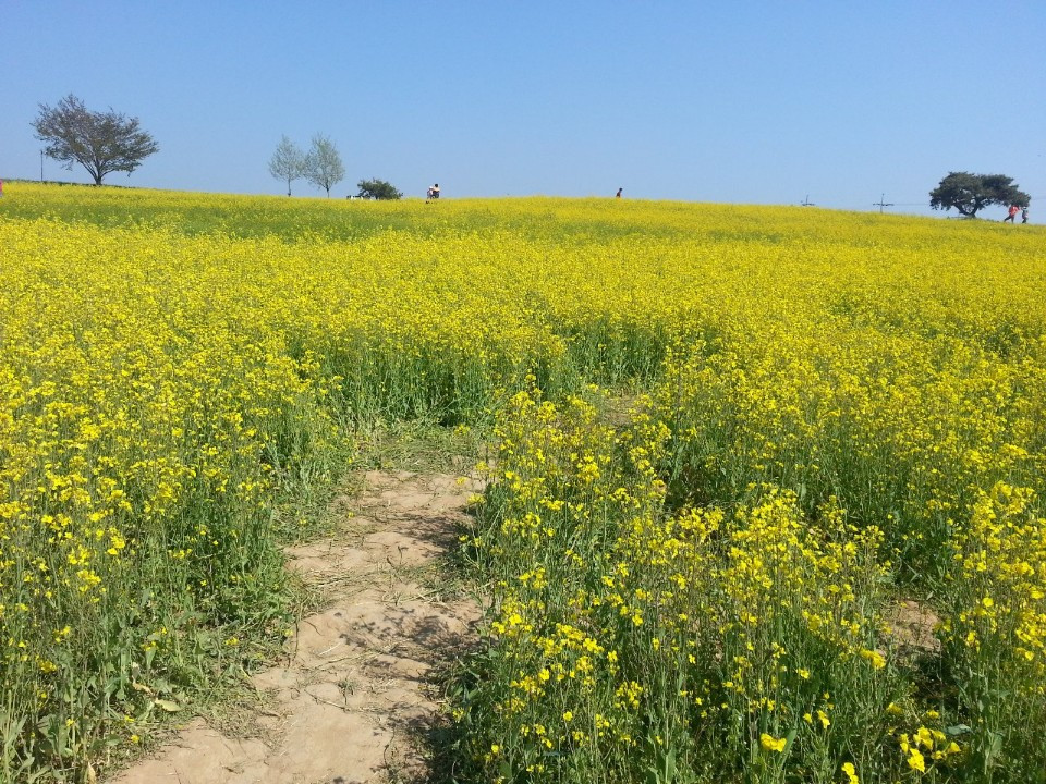 고창유채꽃밭2.jpg