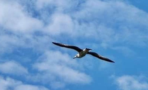 창공을 나르는 새.jpg