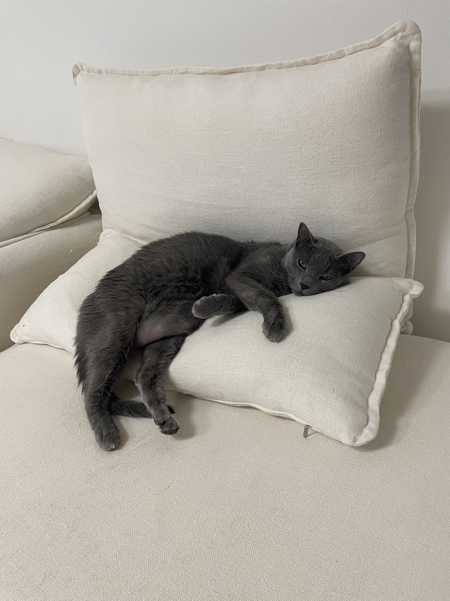 다시 가을, 고양이 3.jpg