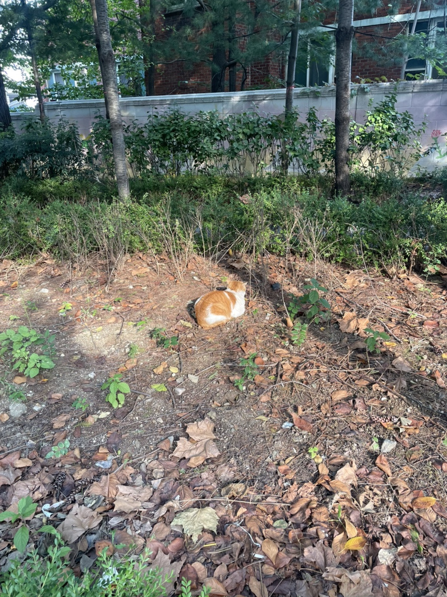 다시 가을, 고양이 2.jpg