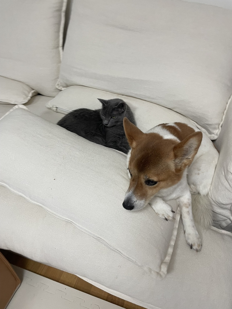 다시 가을, 고양이 4.jpg