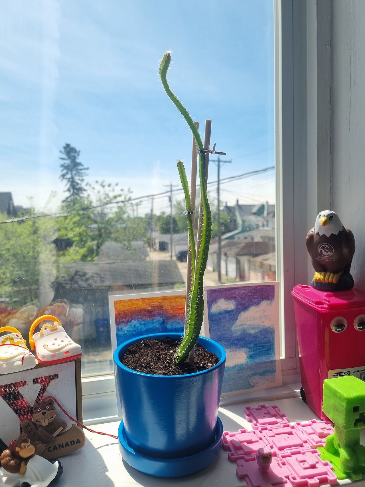 드래곤 프루트4.jpg