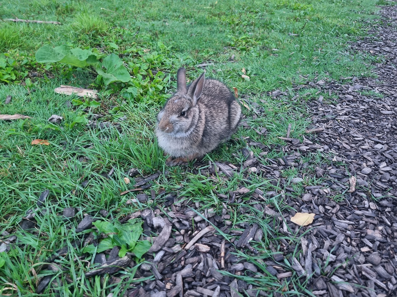 야생 토끼.jpg