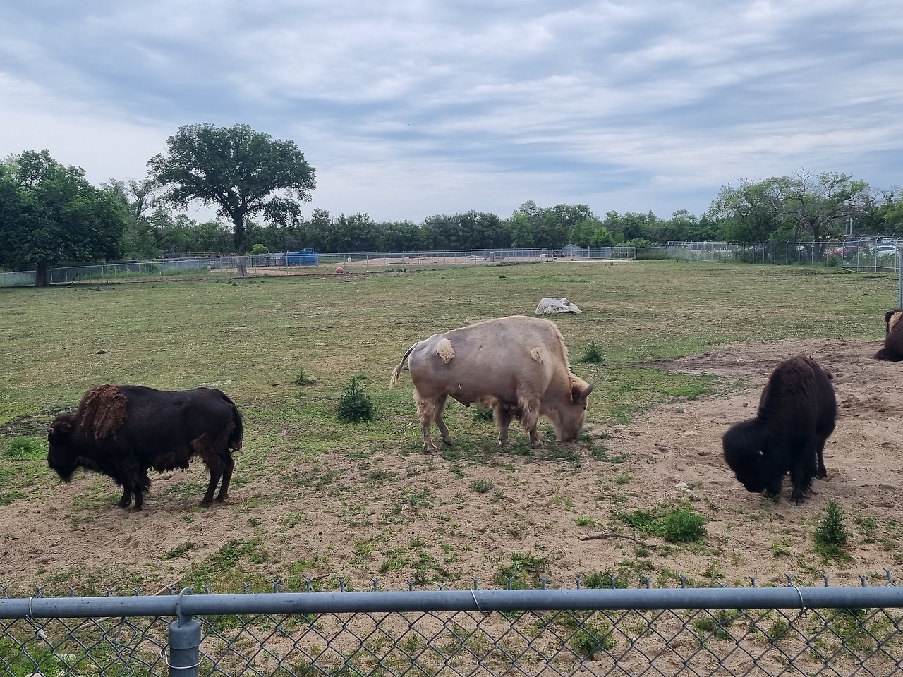 아시니보인 동물원 바이슨.jpg