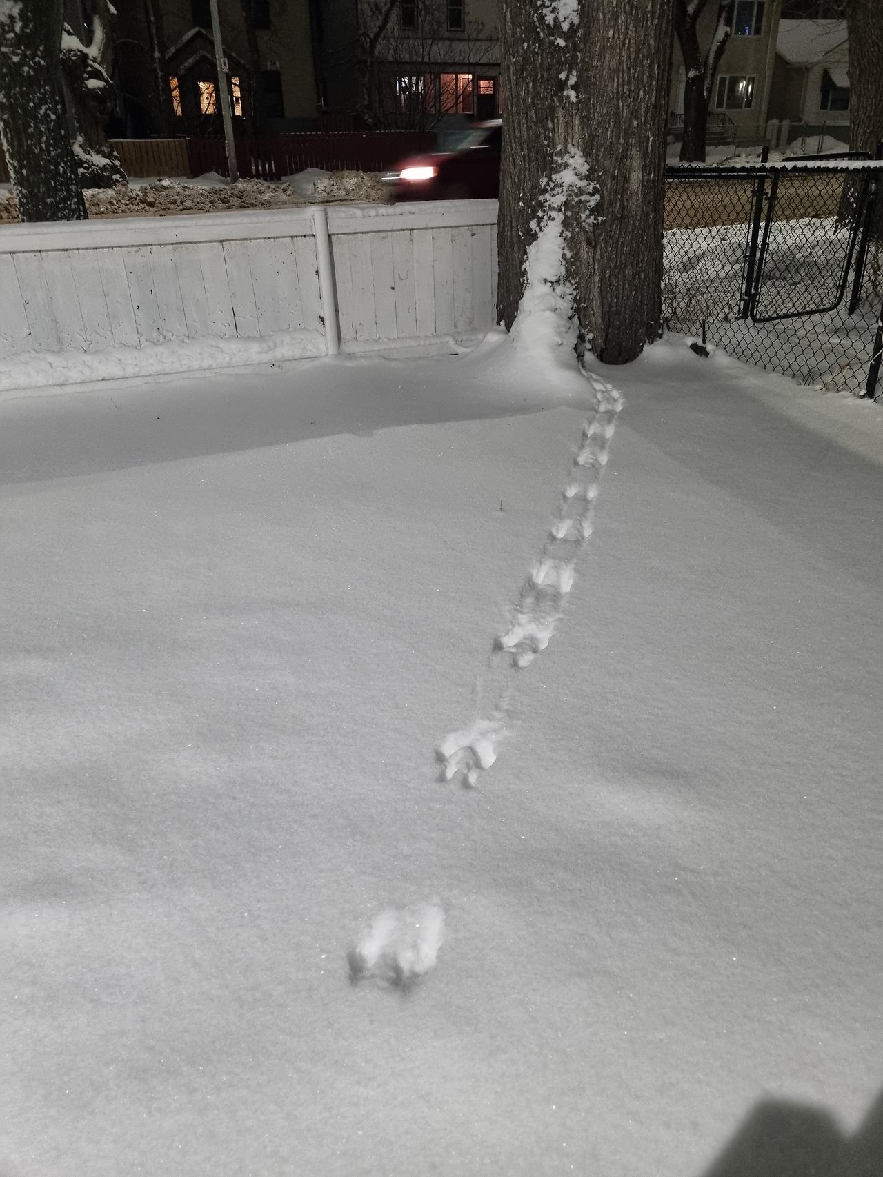 청설모의 발자국.jpg