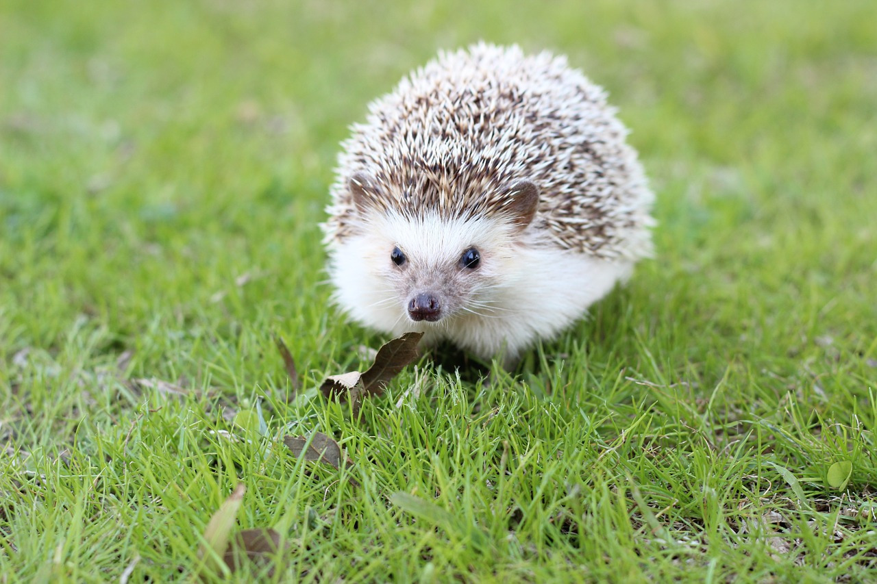 hedgehog-663638_1280.jpg