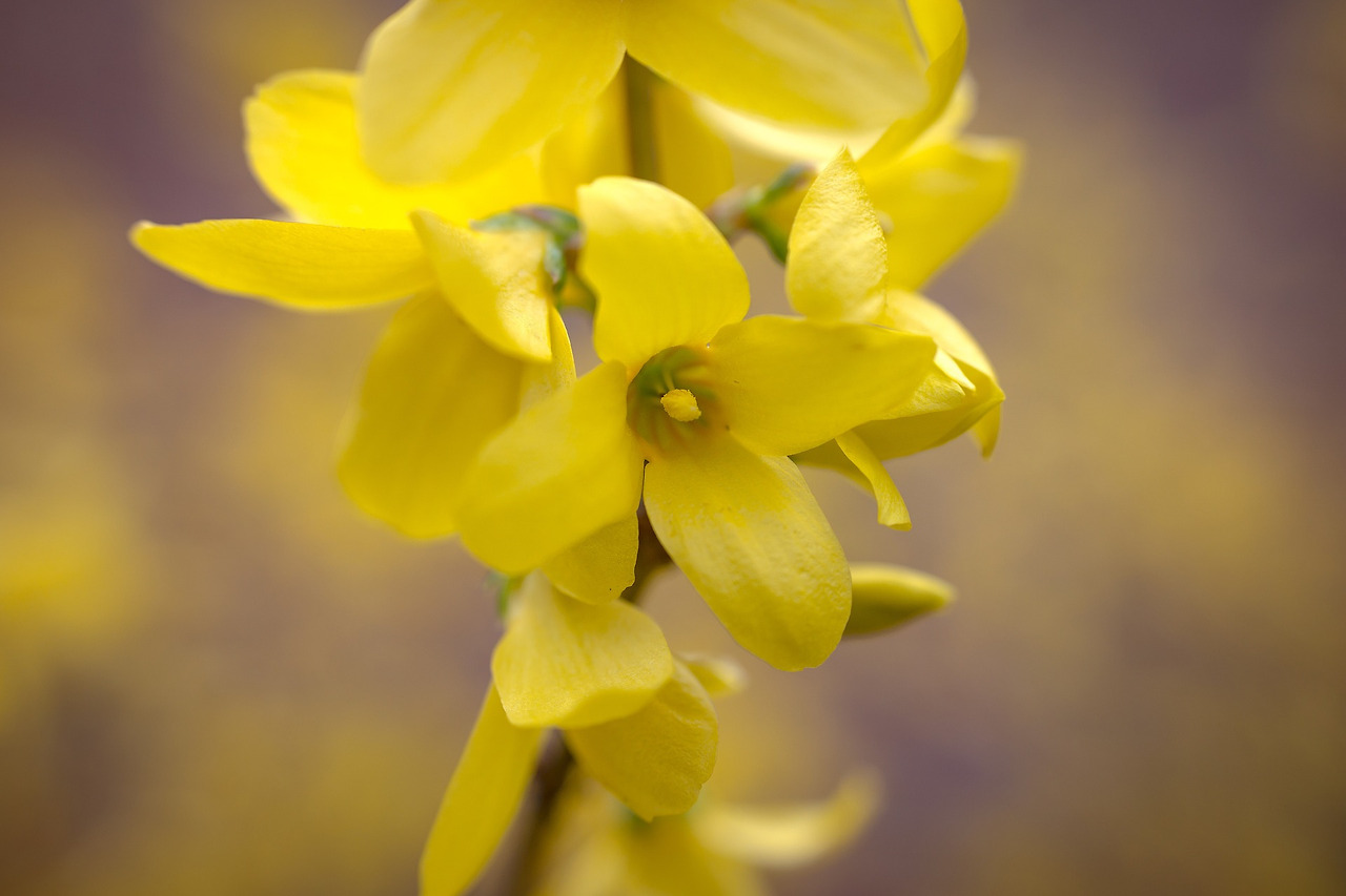 forsythia-1306633_1920.jpg