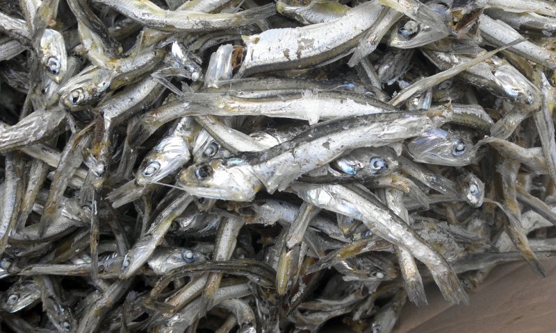 멸치.jpg