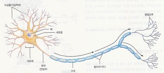 뉴런.jpg