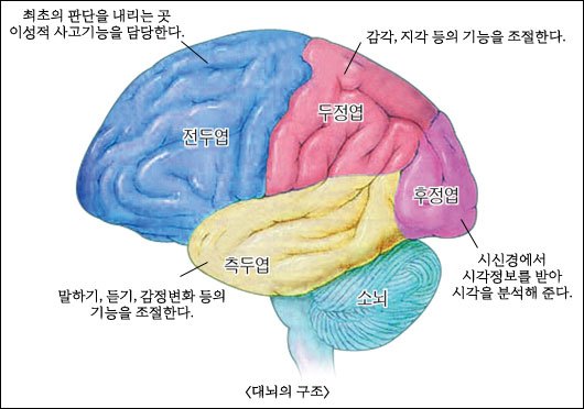 뇌구조.jpg