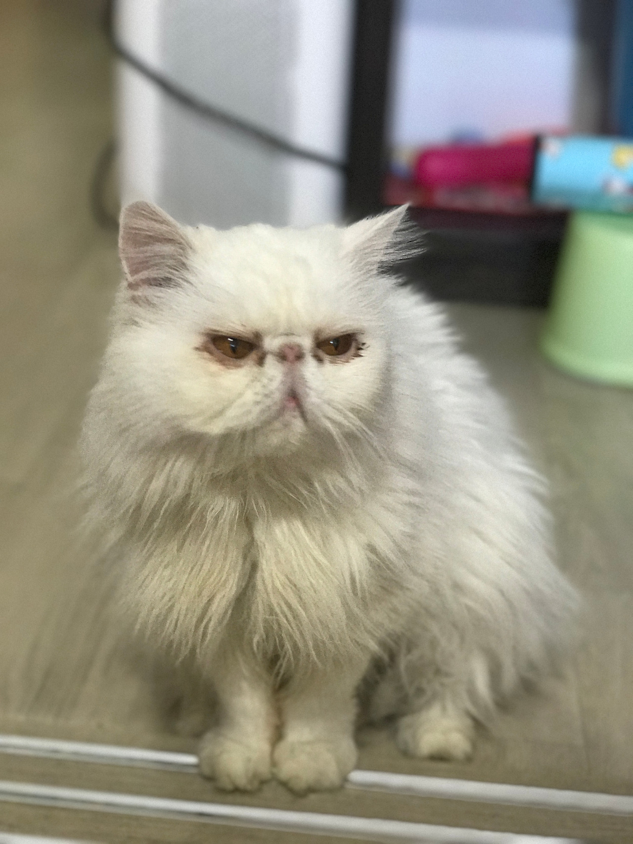 2016-10-30 11.54.13.jpg