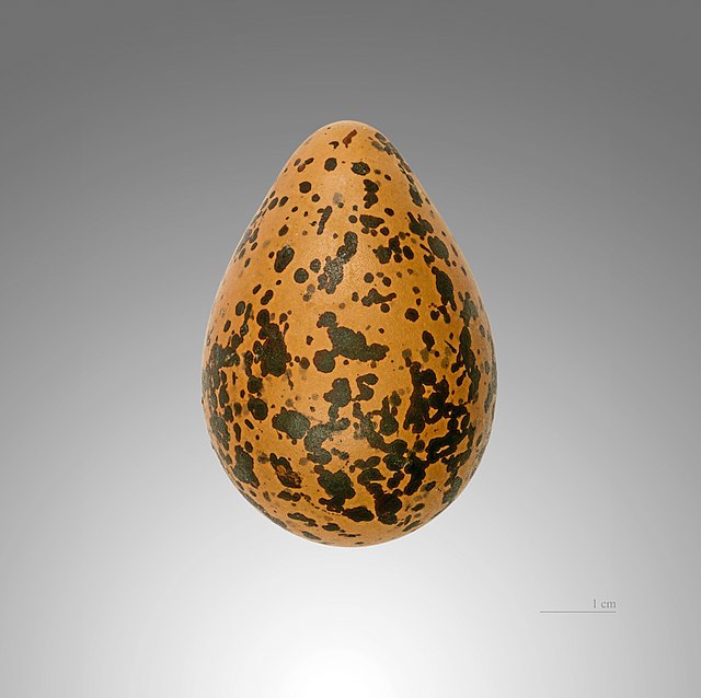 Pluvialis_squatarola_MHNT.jpg