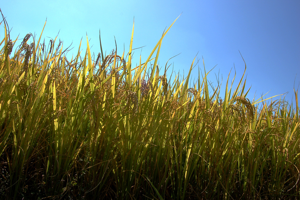 2006_예산 대술면 시산리 들녘.jpg