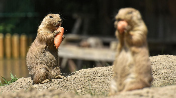 prairie-dogs-4368422_1280.jpg