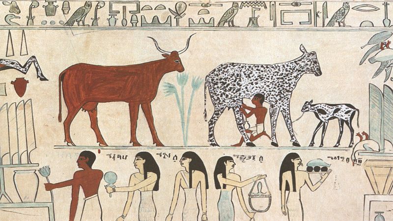 Old Egyptian hieroglyphic painting showing an early instance of a domesticated animal (cow being milked).jpg