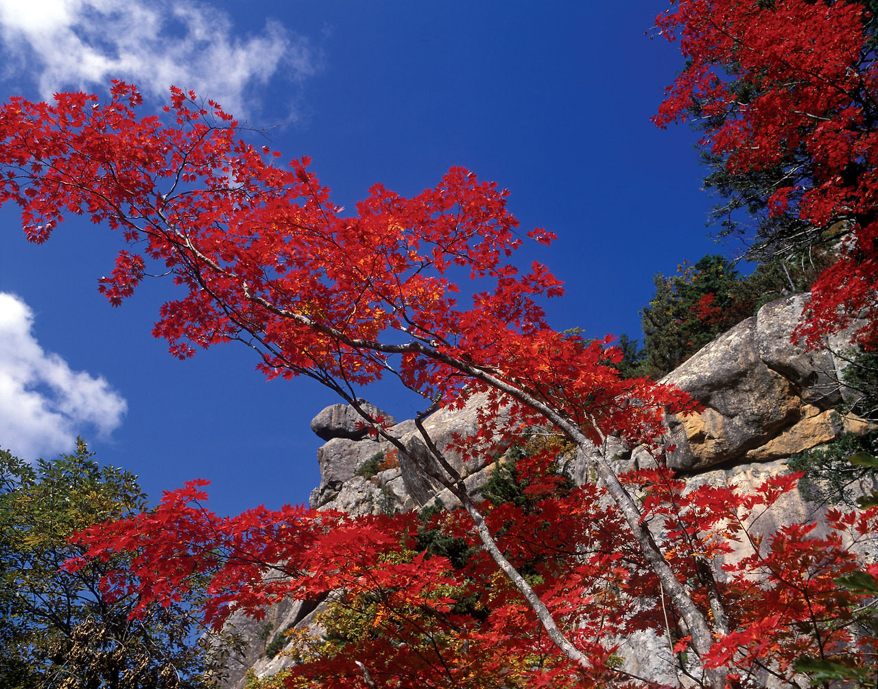 자연 가을색 단풍 하늘.jpg