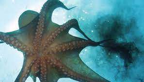 문어 연체동물.jpg