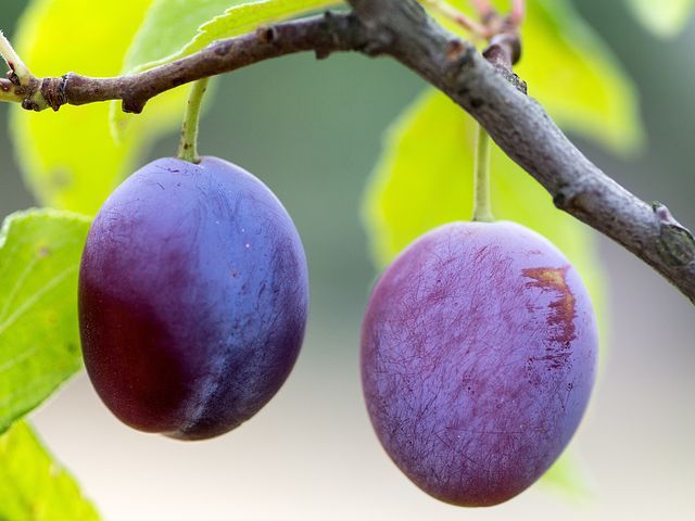 plums-940100__480.jpg