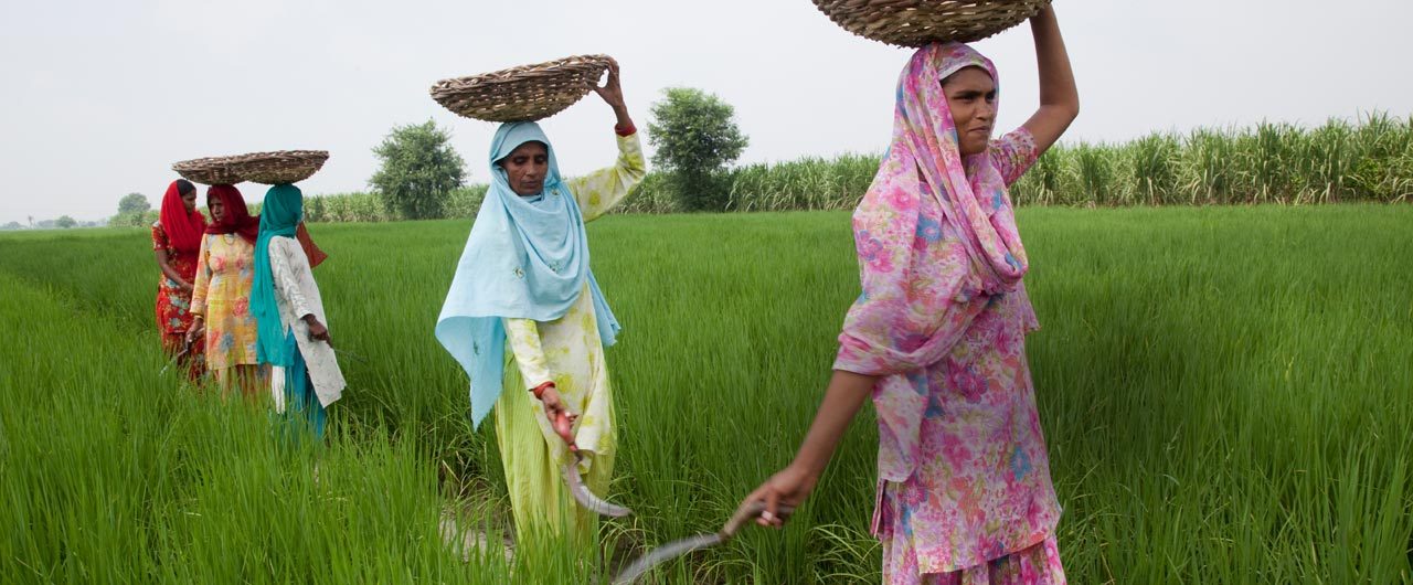 AG_FarmWorkersRiceCropIndia_1280x530.jpg