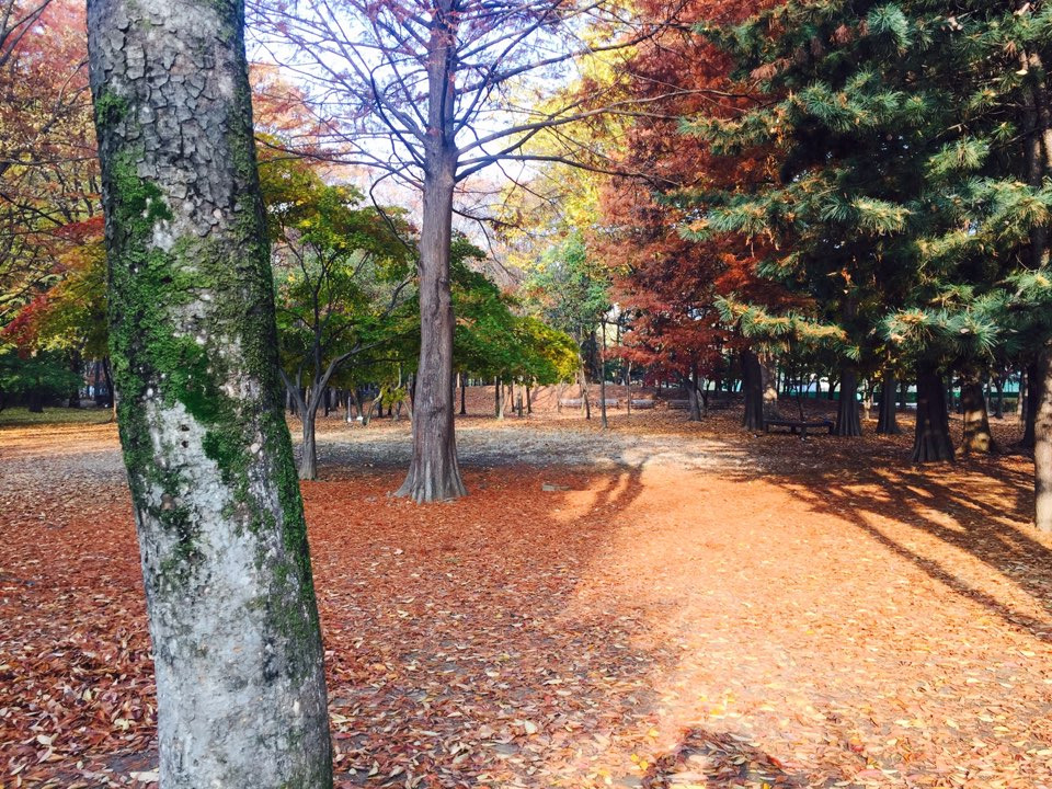 서울 가을 단풍구경 하기 좋은 곳 - 양재 시민의숲 32.jpg