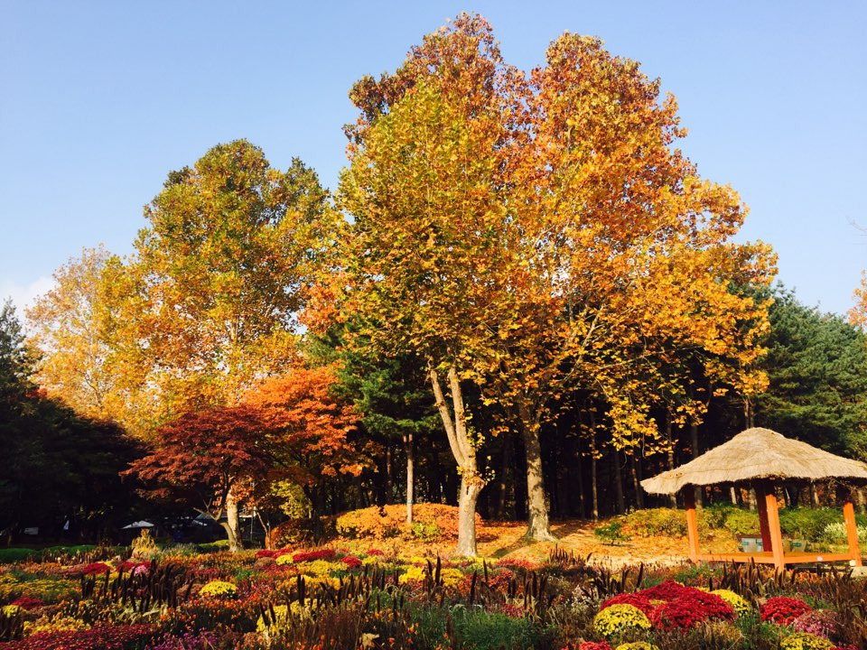 서울 가을 단풍구경 하기 좋은 곳 - 양재 시민의숲 20.jpg