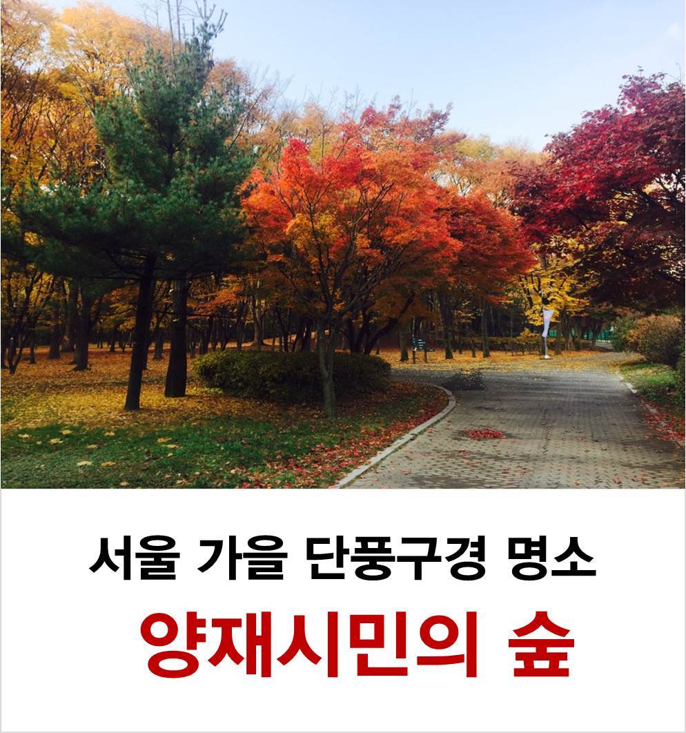 서울 가을 단풍구경 하기 좋은 곳 - 양재 시민의숲 1.jpg