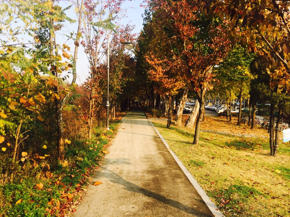 서울 가을 단풍구경 하기 좋은 곳 - 양재 시민의숲 39.jpg