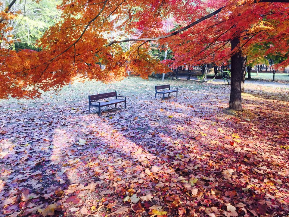 서울 가을 단풍구경 하기 좋은 곳 - 양재 시민의숲 27.jpg