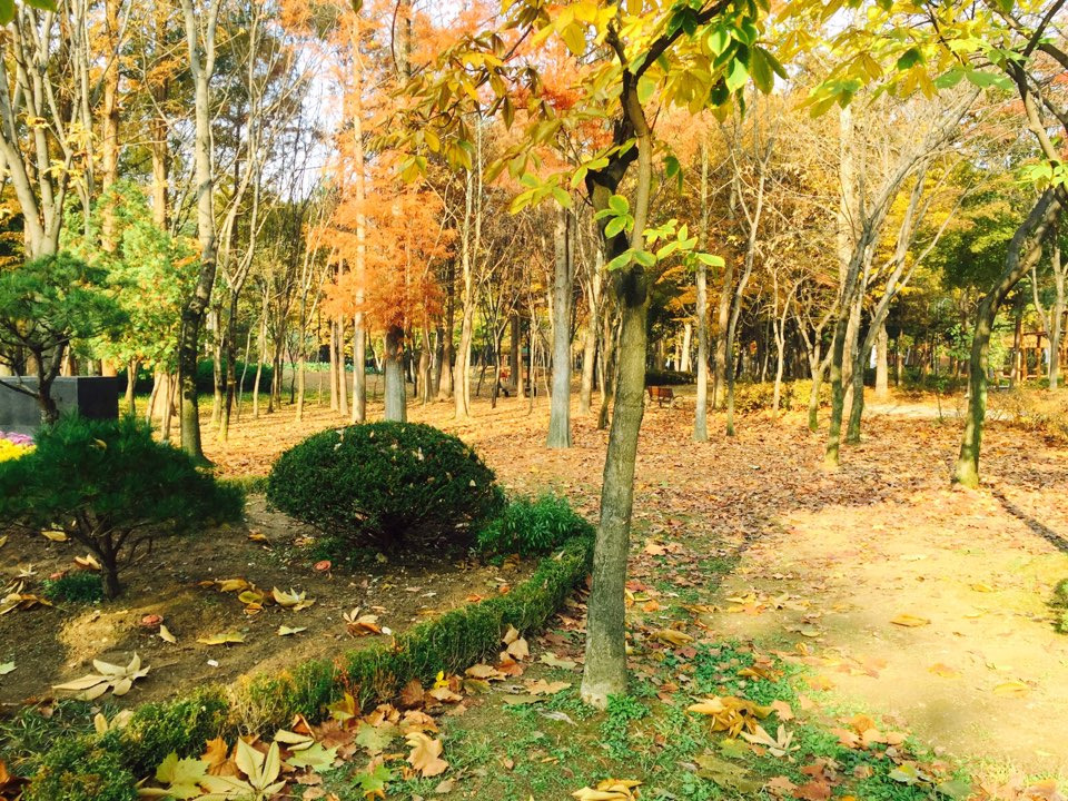 서울 가을 단풍구경 하기 좋은 곳 - 양재 시민의숲 13.jpg