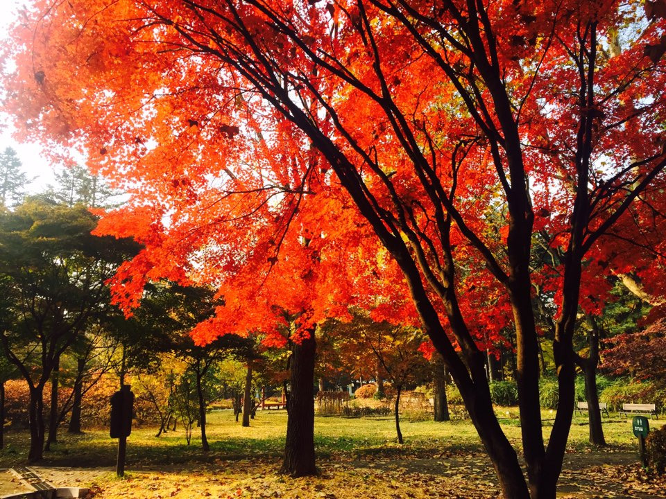 서울 가을 단풍구경 하기 좋은 곳 - 양재 시민의숲 26.jpg