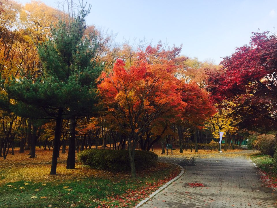 서울 가을 단풍구경 하기 좋은 곳 - 양재 시민의숲 37.jpg
