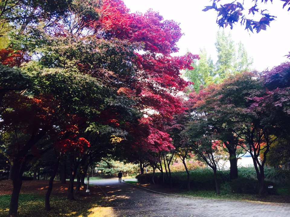 서울 가을 단풍구경 하기 좋은 곳 - 양재 시민의숲 5.jpg