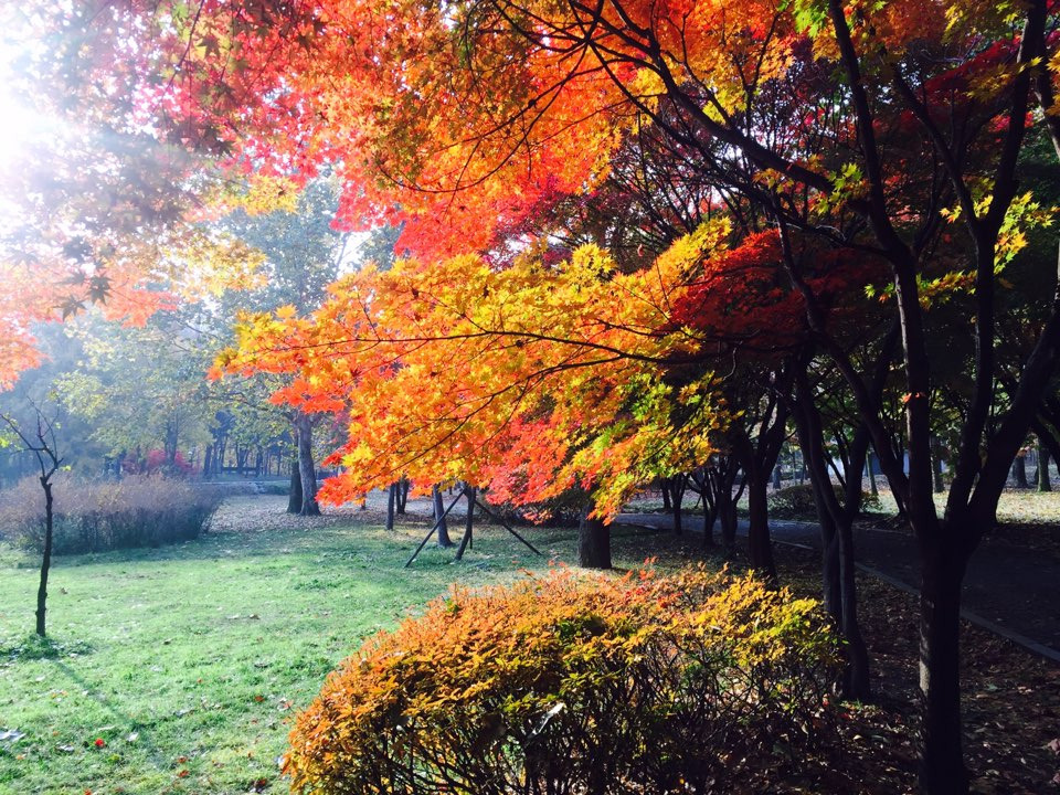 서울 가을 단풍구경 하기 좋은 곳 - 양재 시민의숲 30.jpg