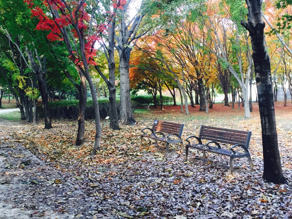 서울 가을 단풍구경 하기 좋은 곳 - 양재 시민의숲 6.jpg