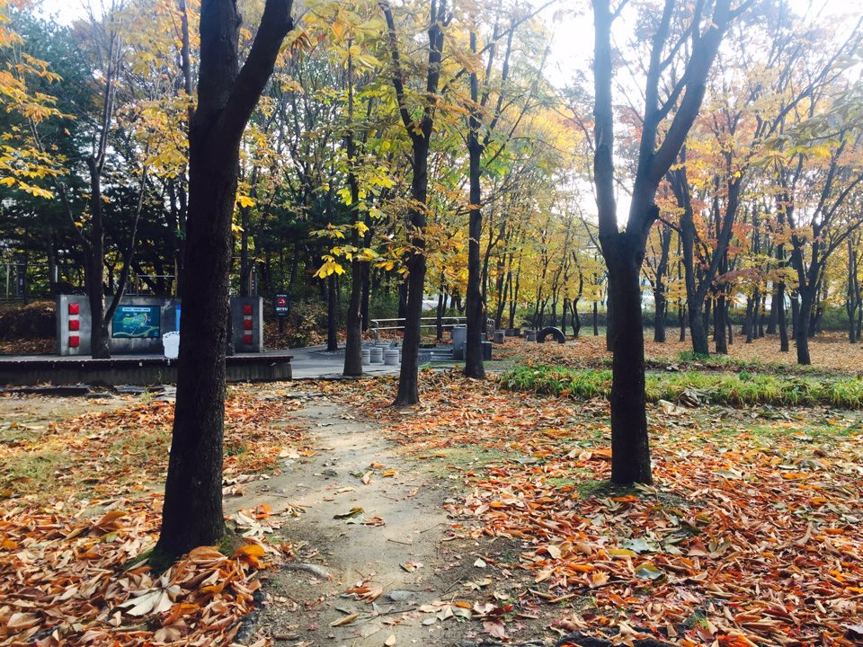 서울 가을 단풍구경 하기 좋은 곳 - 양재 시민의숲 25.jpg