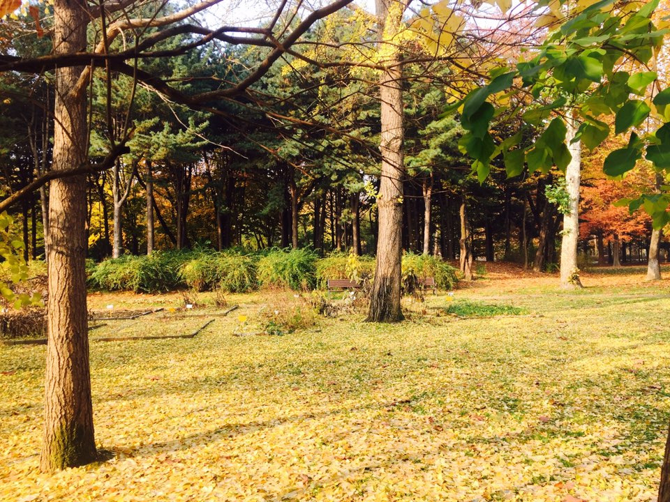 서울 가을 단풍구경 하기 좋은 곳 - 양재 시민의숲 24.jpg