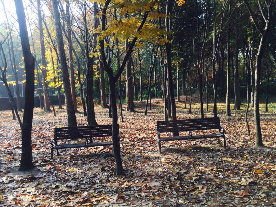 서울 가을 단풍구경 하기 좋은 곳 - 양재 시민의숲 10.jpg