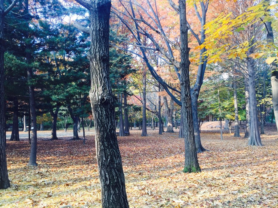 서울 가을 단풍구경 하기 좋은 곳 - 양재 시민의숲 34.jpg