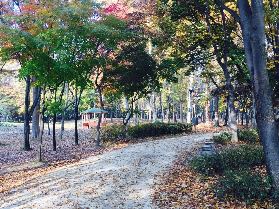 서울 가을 단풍구경 하기 좋은 곳 - 양재 시민의숲 9.jpg