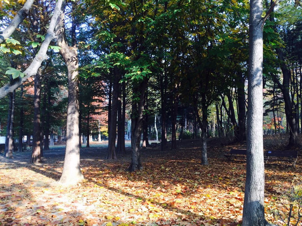 서울 가을 단풍구경 하기 좋은 곳 - 양재 시민의숲 18.jpg